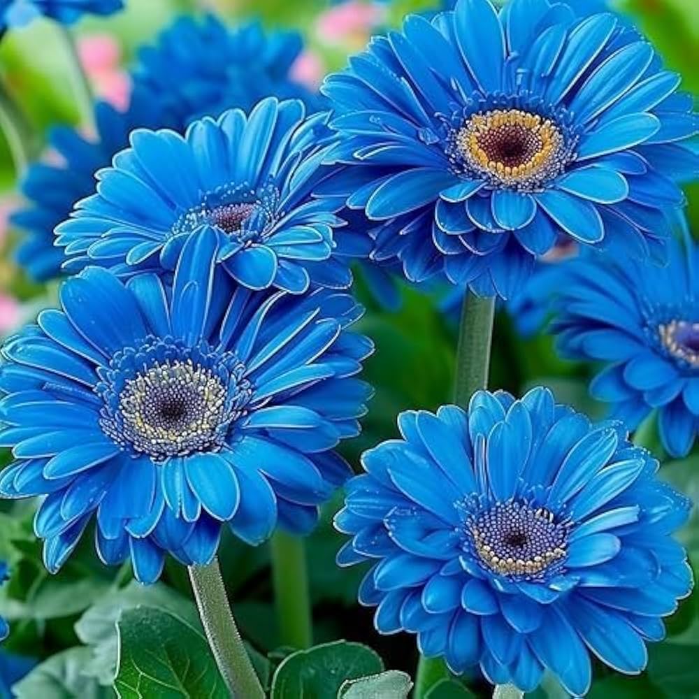 Blue Gerbera Daisy Flower Seeds for Planting – Heirloom, Non-GMO, High Germination Organic Garden Seeds