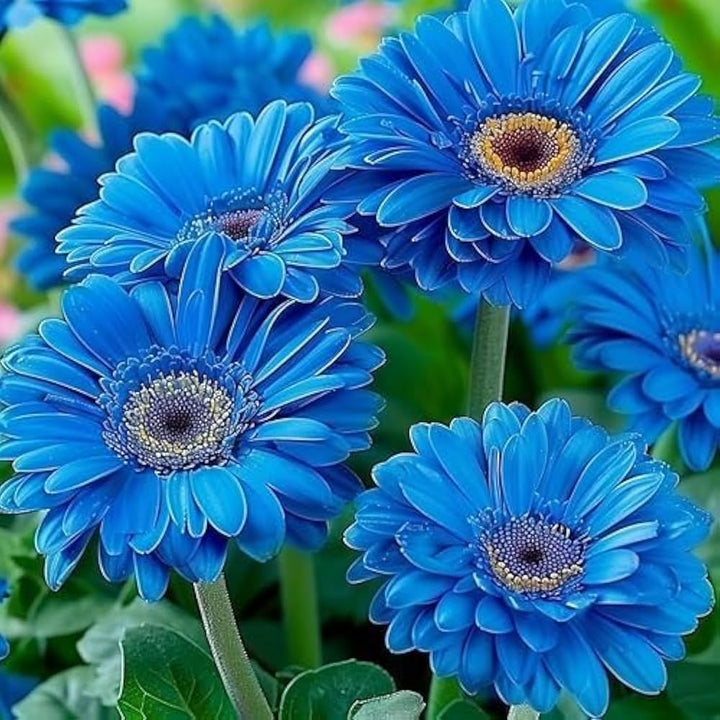 Blue Gerbera Daisy Flower Seeds for Planting – Heirloom, Non-GMO, High Germination Organic Garden Seeds
