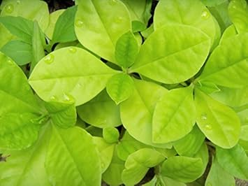 Herb Seeds,Garden seeds, Seeds For Planting,Plant Seeds