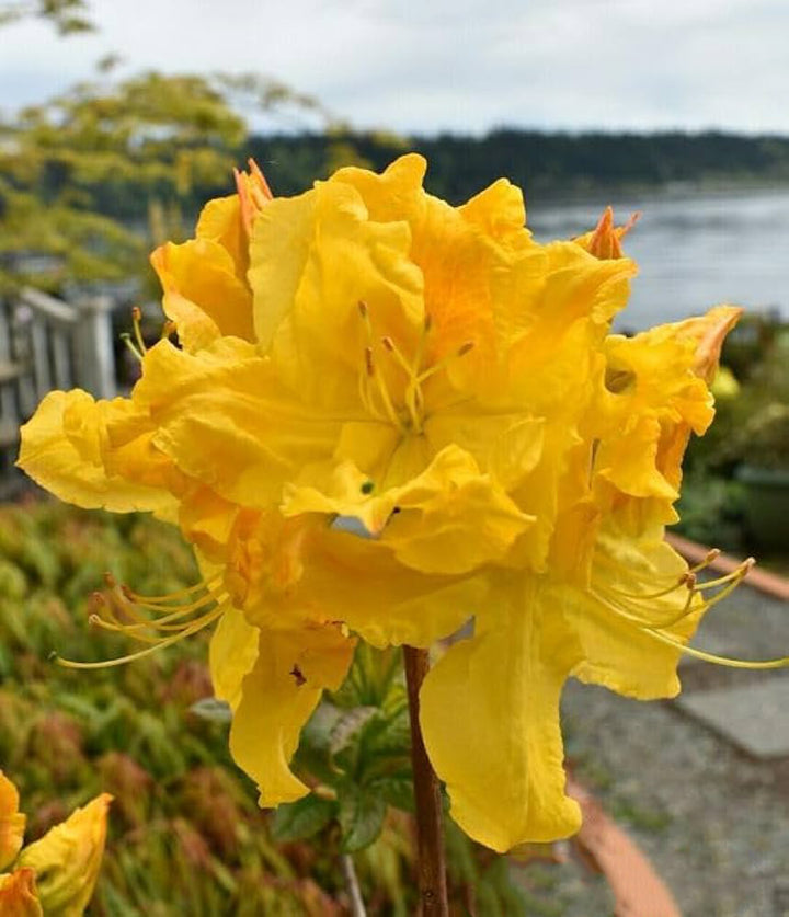 Dark Yellow Azalea Flower Seeds for Planting – Sun Loving, Heirloom & Non-GMO Organic Garden Seeds