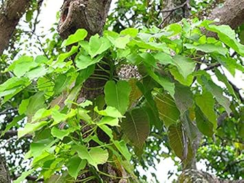 Flower Seeds, Seeds,Seeds For Planting,Plant Seeds