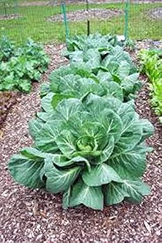 Vegetable Seeds,Garden seeds, Seeds For Planting,Plant Seeds