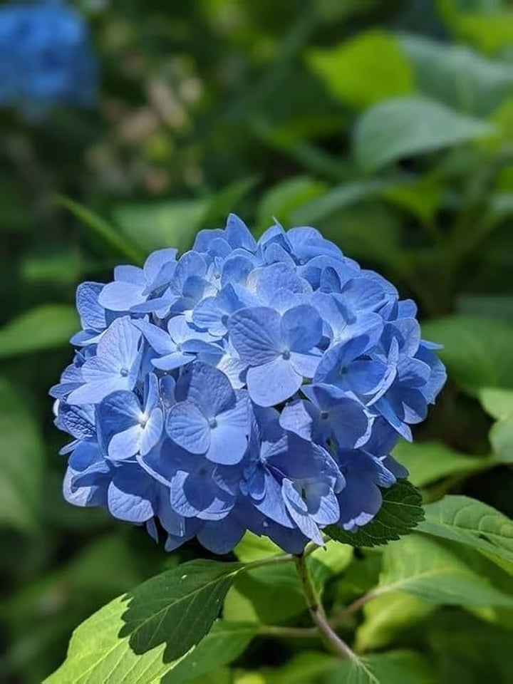 Blue Hydrangea Flower Seeds for Planting – Heirloom Non-GMO, High Germination Organic Garden Seeds