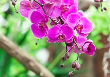 Flower Seeds, Seeds,Seeds For Planting,Plant Seeds