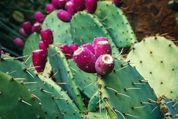 Fruit Seeds,Garden seeds, Seeds For Planting,Plant Seeds