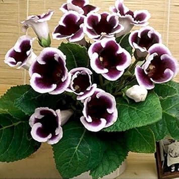 Flower Seeds, Seeds,Seeds For Planting,Plant Seeds