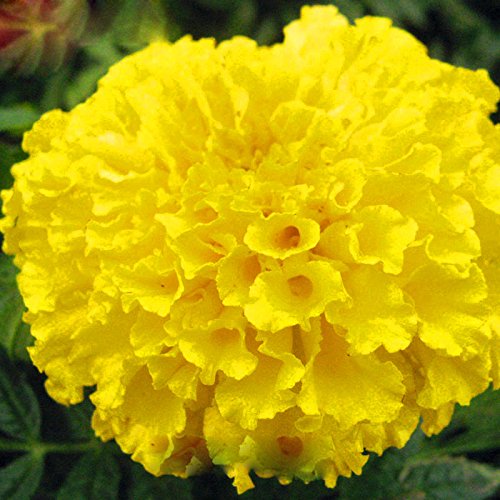 Yellow Maidenhair Flower Seeds for Planting – Heirloom, Non-GMO, Bright Blooms, High Germination Seeds