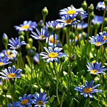 Flower Seeds, Seeds,Seeds For Planting,Plant Seeds