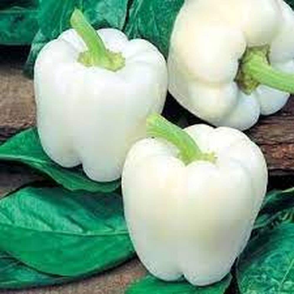 White Pepper flower seeds for planting - Heirloom & Non-GMO Garden Seeds