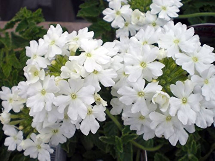 White Verbena Flower Seeds for Planting Heirloom Non-GMO High Germination Organic Garden Seeds