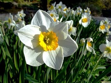 Flower Seeds, Seeds,Seeds For Planting,Plant Seeds