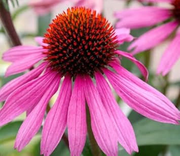 Flower Seeds, Seeds,Seeds For Planting,Plant Seeds