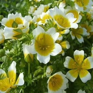 Flower Seeds, Seeds,Seeds For Planting,Plant Seeds
