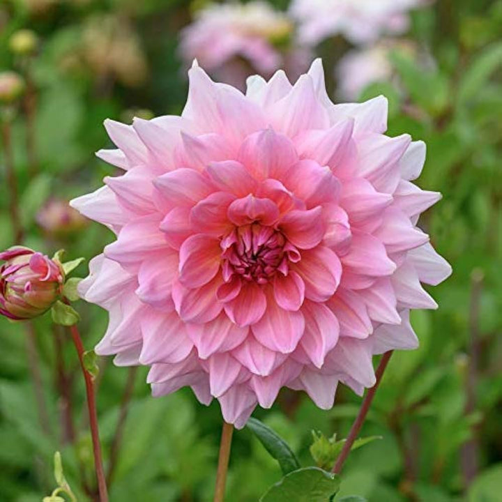 Light Pink Dahlia Flower Seeds for Planting – Heirloom, Non-GMO, Pollinator Friendly, High Germination