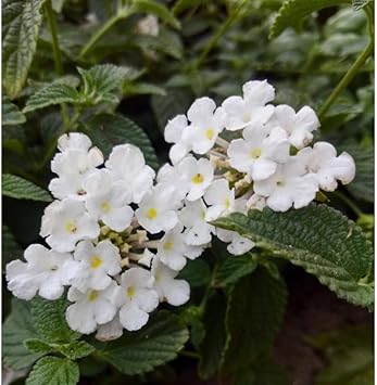 Flower Seeds, Seeds,Seeds For Planting,Plant Seeds