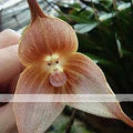 Brown Dracula Flower Seeds for Planting – Heirloom, Non-GMO, High Germination Garden Seeds