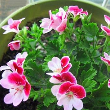 Flower Seeds, Seeds,Seeds For Planting,Plant Seeds