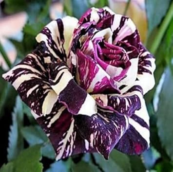 Flower Seeds, Seeds,Seeds For Planting,Plant Seeds