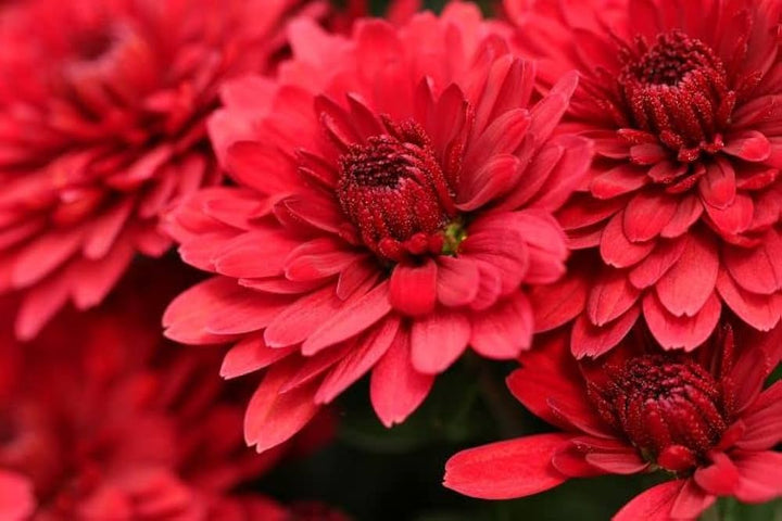 Flower Seeds, Seeds,Seeds For Planting,Plant Seeds