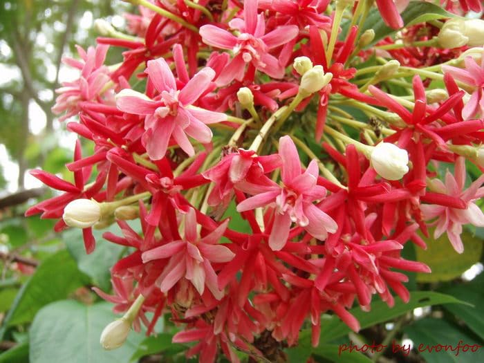 Creeper Flower seeds for Planting - Fragrant Blossoms, Heirloom & GMO Free Seeds for Home Garden | Non-GMO, High Germination