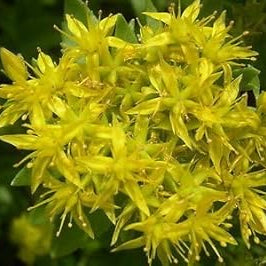 Flower Seeds, Seeds,Seeds For Planting,Plant Seeds