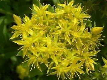 Flower Seeds, Seeds,Seeds For Planting,Plant Seeds