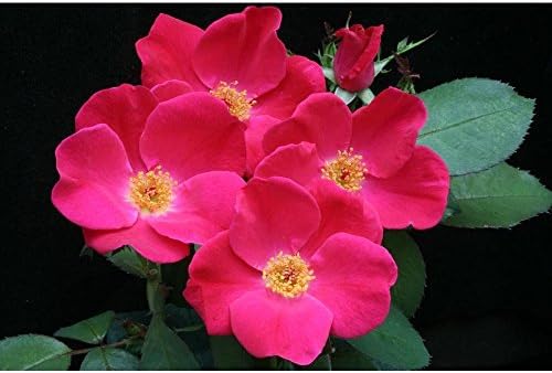 Flower Seeds, Seeds,Seeds For Planting,Plant Seeds