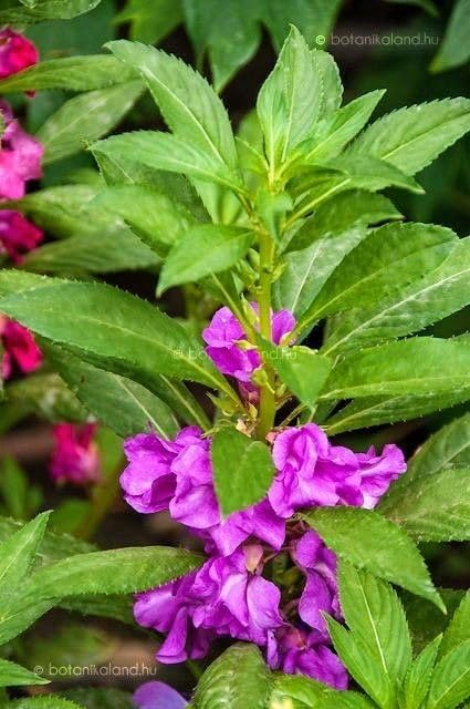 Lavender Balsamina Flower Seeds for Planting – Heirloom, Non-GMO, High Germination Organic Garden Seeds