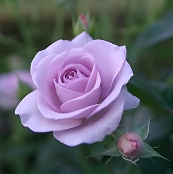 Lavender Climbing Rose Flower Seeds for Planting – Long Bloom Season, Heirloom, Non-GMO, High Germination Organic Garden Seeds