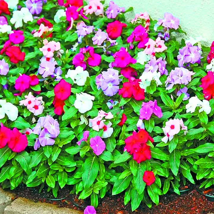 Mixed Vinca Flower Seeds for Planting – Heirloom, Non-GMO, High Germination Organic Garden Seeds