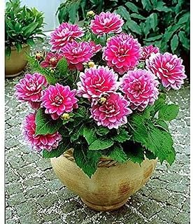Flower Seeds, Seeds,Seeds For Planting,Plant Seeds