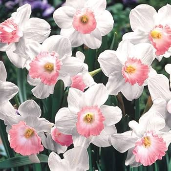 Mixed Double Petals Pink Daffodil Seeds for Planting | Heirloom Non-GMO Organic Garden Seeds