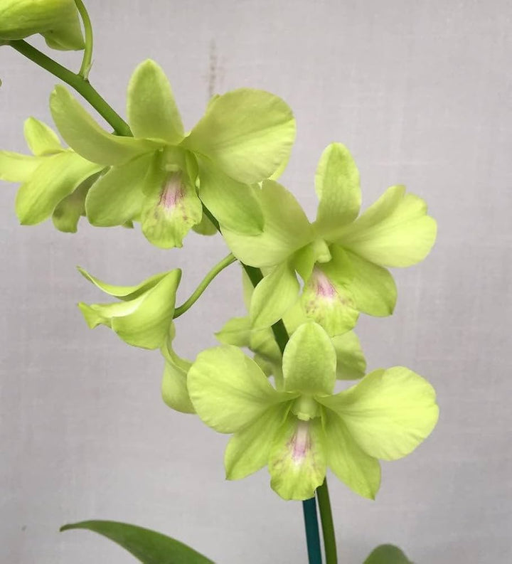 Light Green Orchid Flower Seeds for Planting – Easy to Grow, Heirloom & Non-GMO Seeds for Home Garden