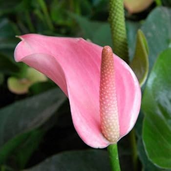 Light Pink Anthurium Perennial Flower Seeds for Planting 100 pcs - Sun Loving, Heirloom & GMO Free Seeds for Home Garden