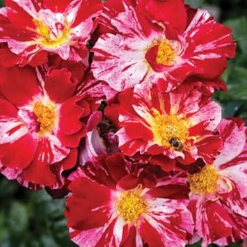 Flower Seeds, Seeds,Seeds For Planting,Plant Seeds