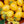 Vegetable Seeds,Garden seeds, Seeds For Planting,Plant Seeds