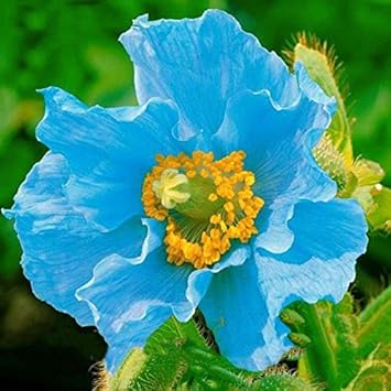 Flower Seeds, Seeds,Seeds For Planting,Plant Seeds