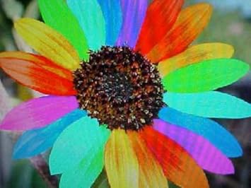 Flower Seeds, Seeds,Seeds For Planting,Plant Seeds