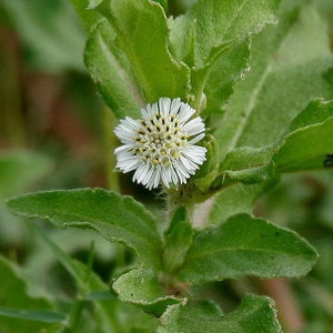 Flower Seeds, Seeds,Seeds For Planting,Plant Seeds