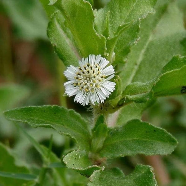 Flower Seeds, Seeds,Seeds For Planting,Plant Seeds