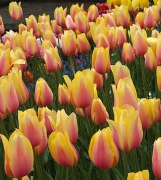 Flower Seeds, Seeds,Seeds For Planting,Plant Seeds