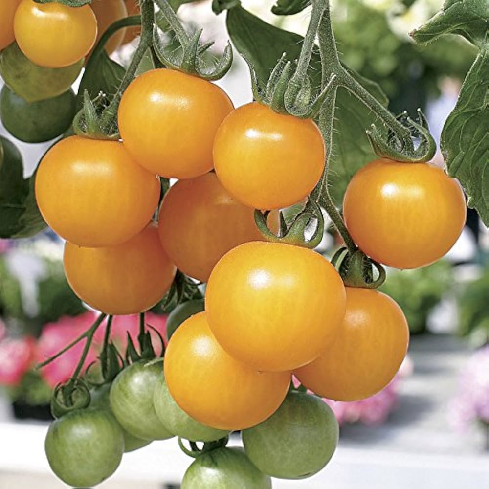 Tomato Vegetable Seeds for Planting – Heirloom Non-GMO Light Yellow Variety – High Germination Organic Garden Seeds