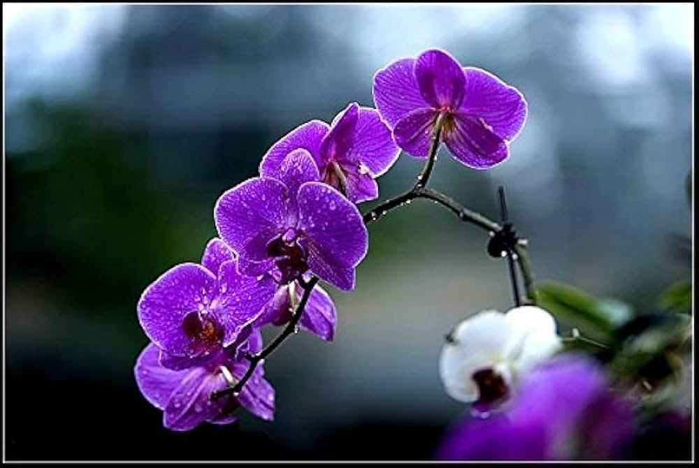 Purple Phalaenopsis Orchid Flower Seeds for Planting – Heirloom, Non-GMO, High Germination, Seasonal Bloomer