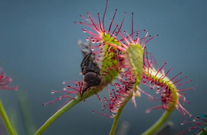 Flower Seeds, Seeds,Seeds For Planting,Plant Seeds
