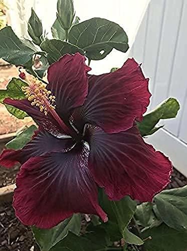Red Black Hibiscus Flower Seeds – Heirloom, Non-GMO, High Germination Organic Garden Seeds for Planting