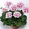 White DarkRed Geranium Pelargonium Seeds for Planting – Heirloom, Non-GMO, High Germination Organic Garden Seeds