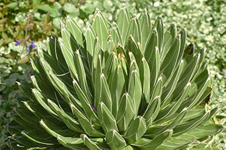 Flower Seeds, Seeds,Seeds For Planting,Plant Seeds
