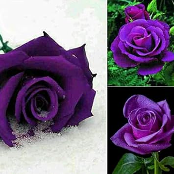 Flower Seeds, Seeds,Seeds For Planting,Plant Seeds