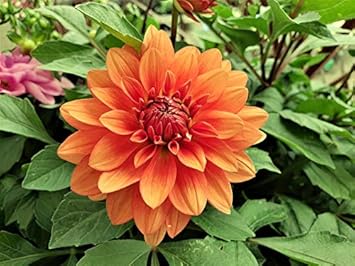 Flower Seeds, Seeds,Seeds For Planting,Plant Seeds