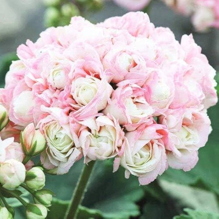 Geranium Apple Blossom Flower Seeds for Planting Red – Heirloom, Non-GMO, High Germination Seeds